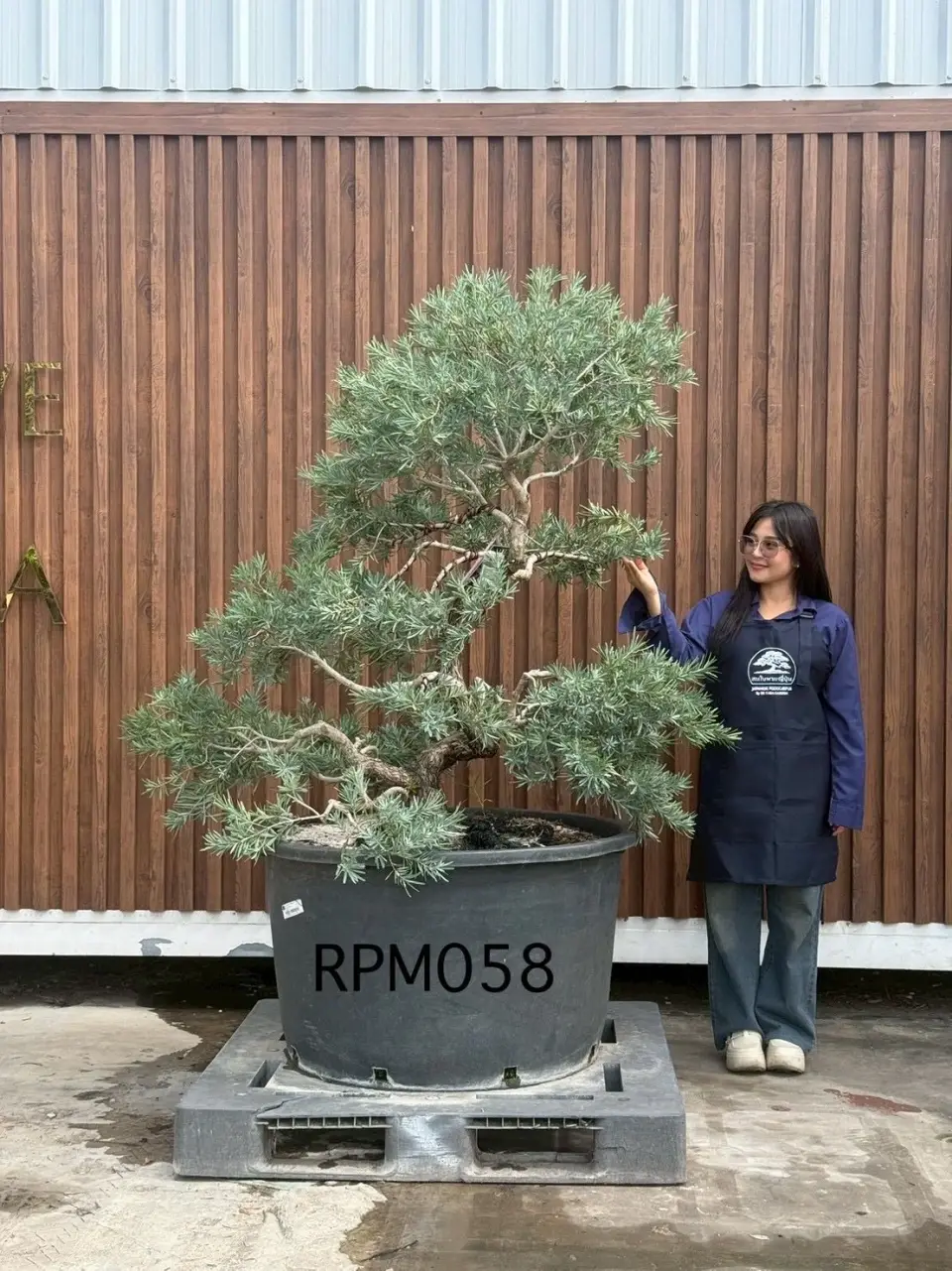 Podocarpus Bonsai · Large · MA