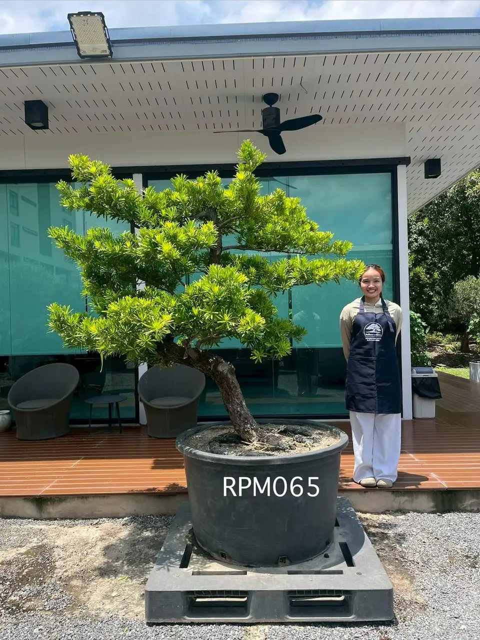 Podocarpus Bonsai · Large · MB