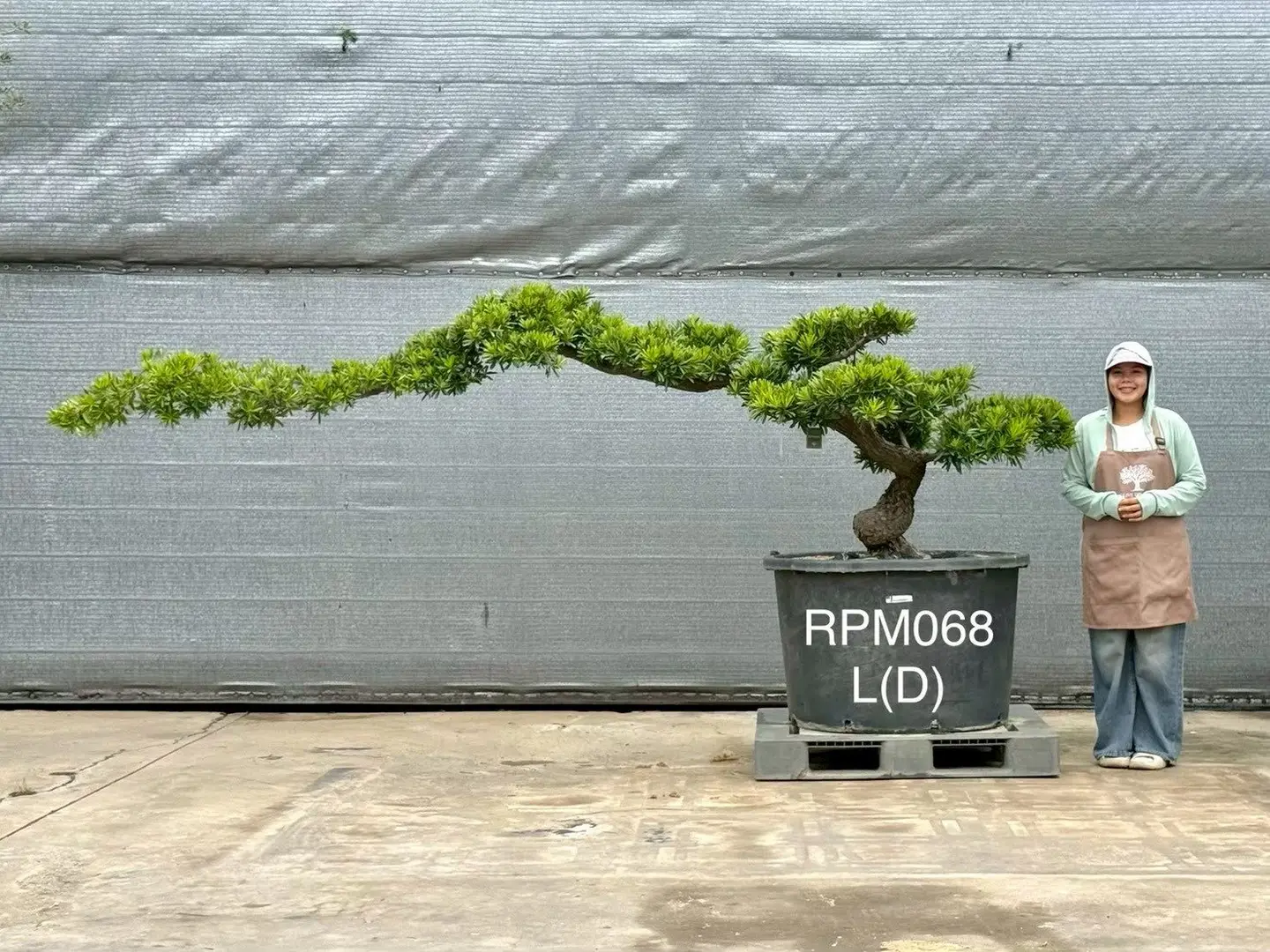 Podocarpus Bonsai · Large · LD
