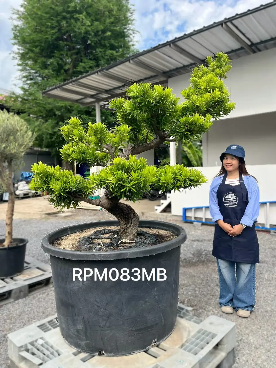 Podocarpus Bonsai · Large · MB