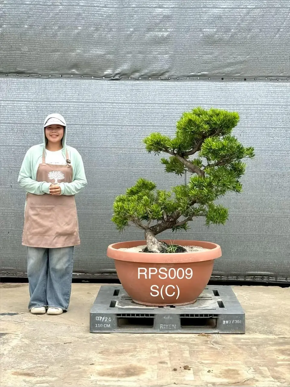Podocarpus · Pot · SC