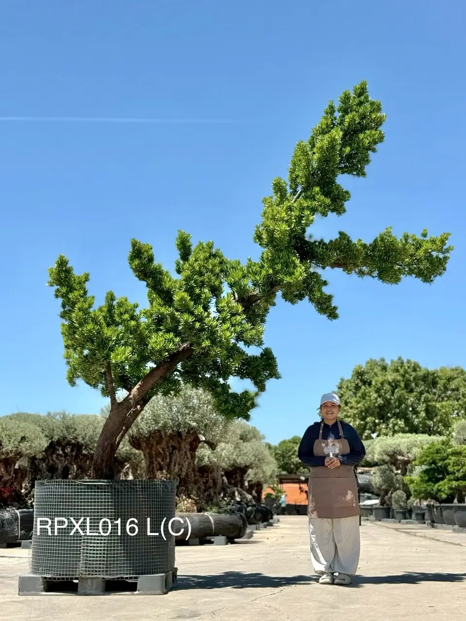Podocarpus Bonsai · Large · LC