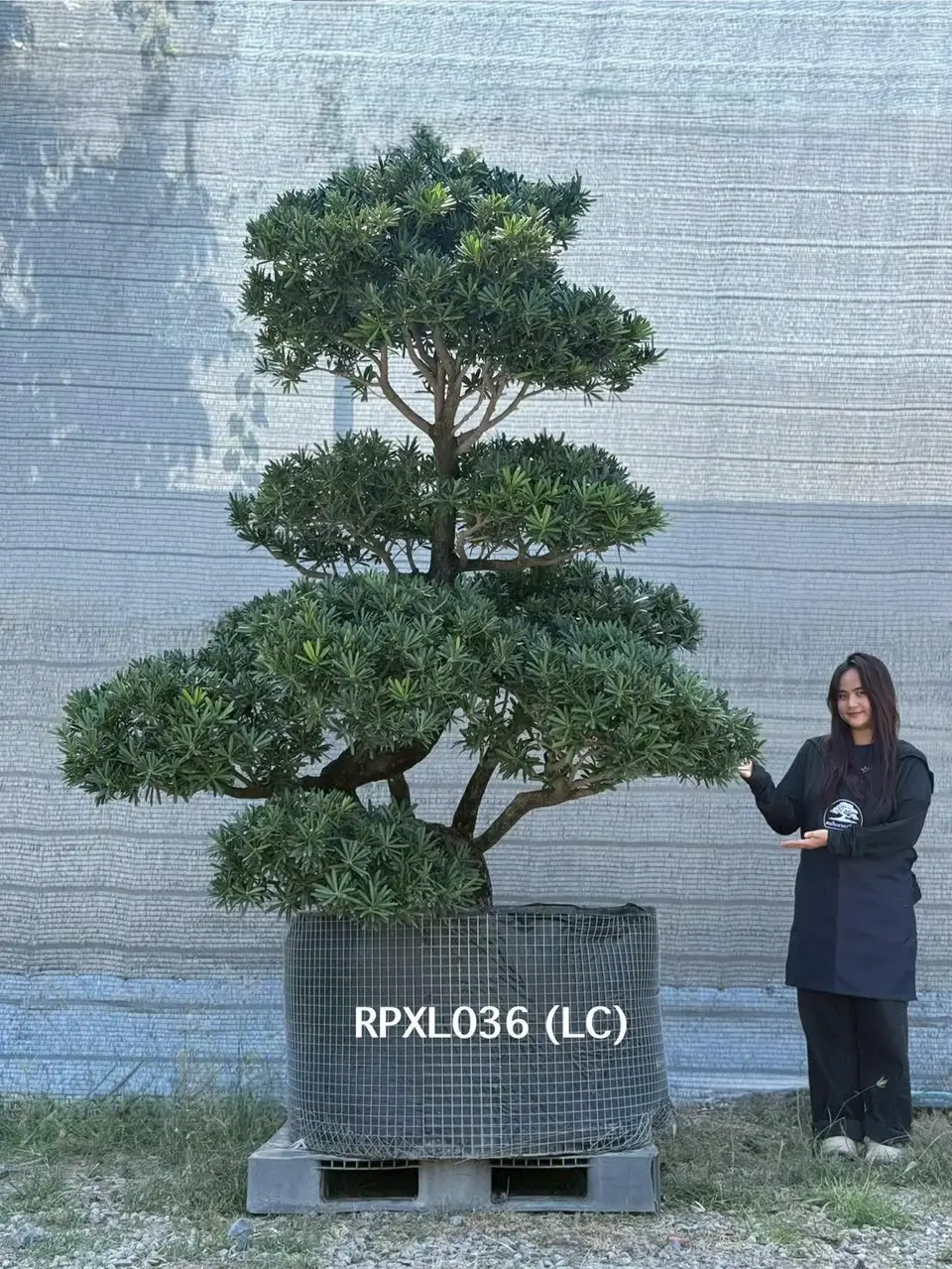Podocarpus Bonsai · Large · LC