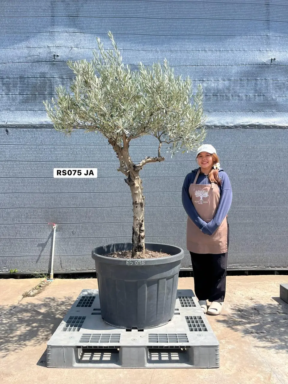 Olive Pot Size · SJA