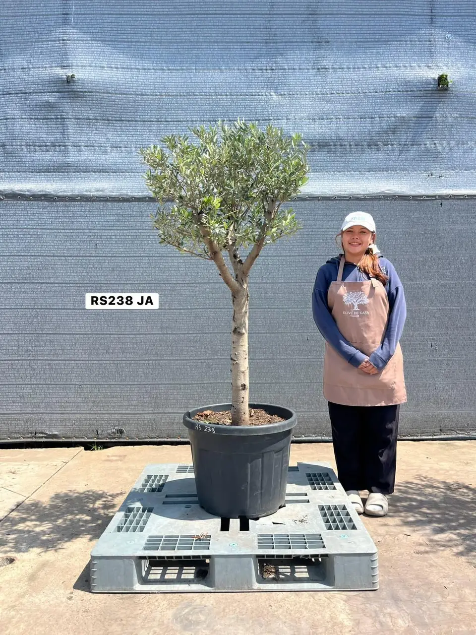 Olive Pot Size · SJA