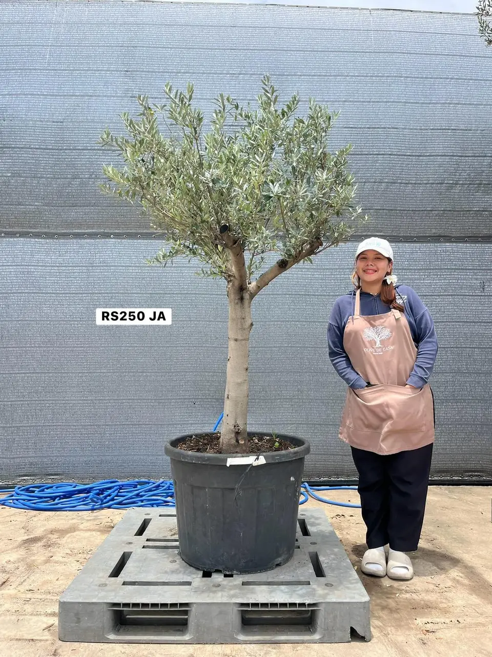 Olive Pot Size · SJA