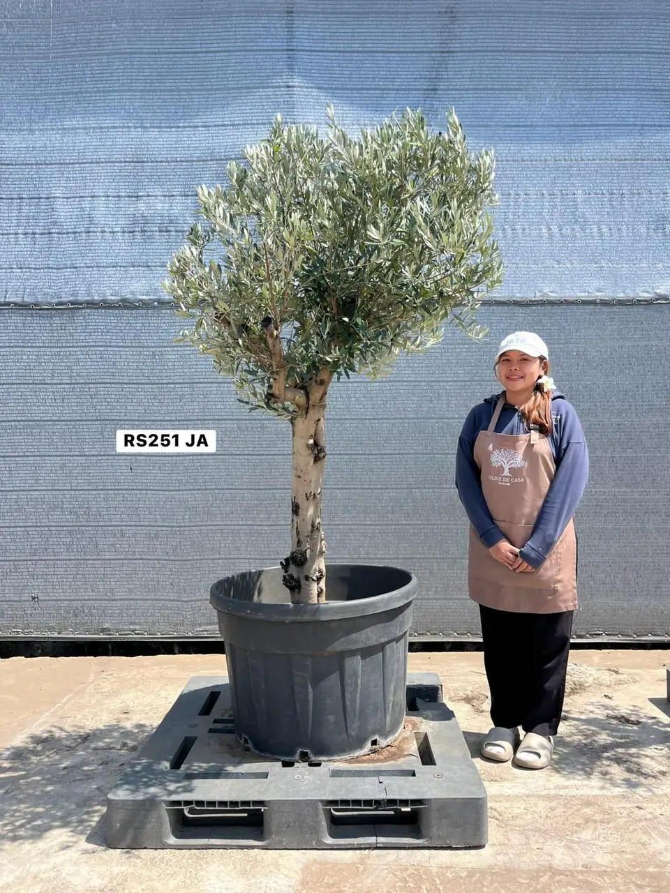 Olive Pot Size · SJA