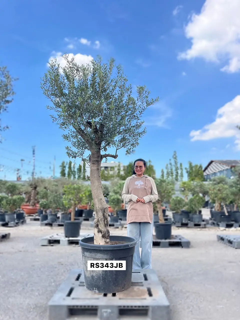 Olive Pot Size · SJB