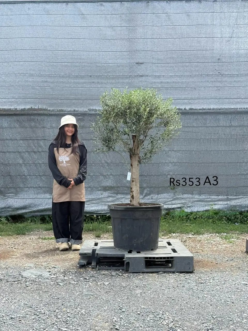 Olive Pot Size · SE