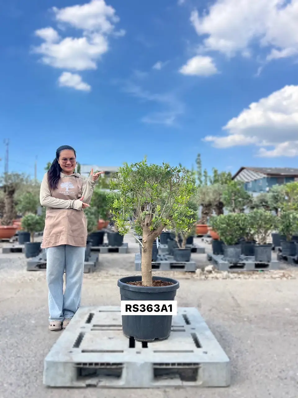 Olive Pot Size · SB