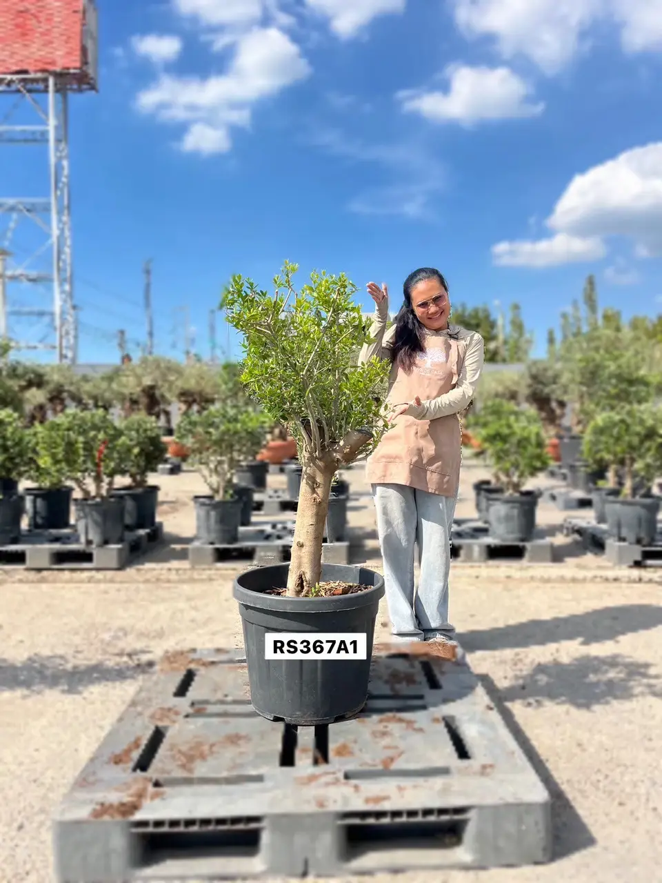 Olive Pot Size · SB