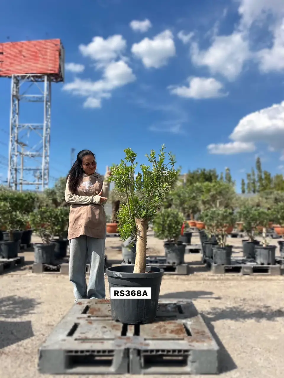 Olive Pot Size · SA