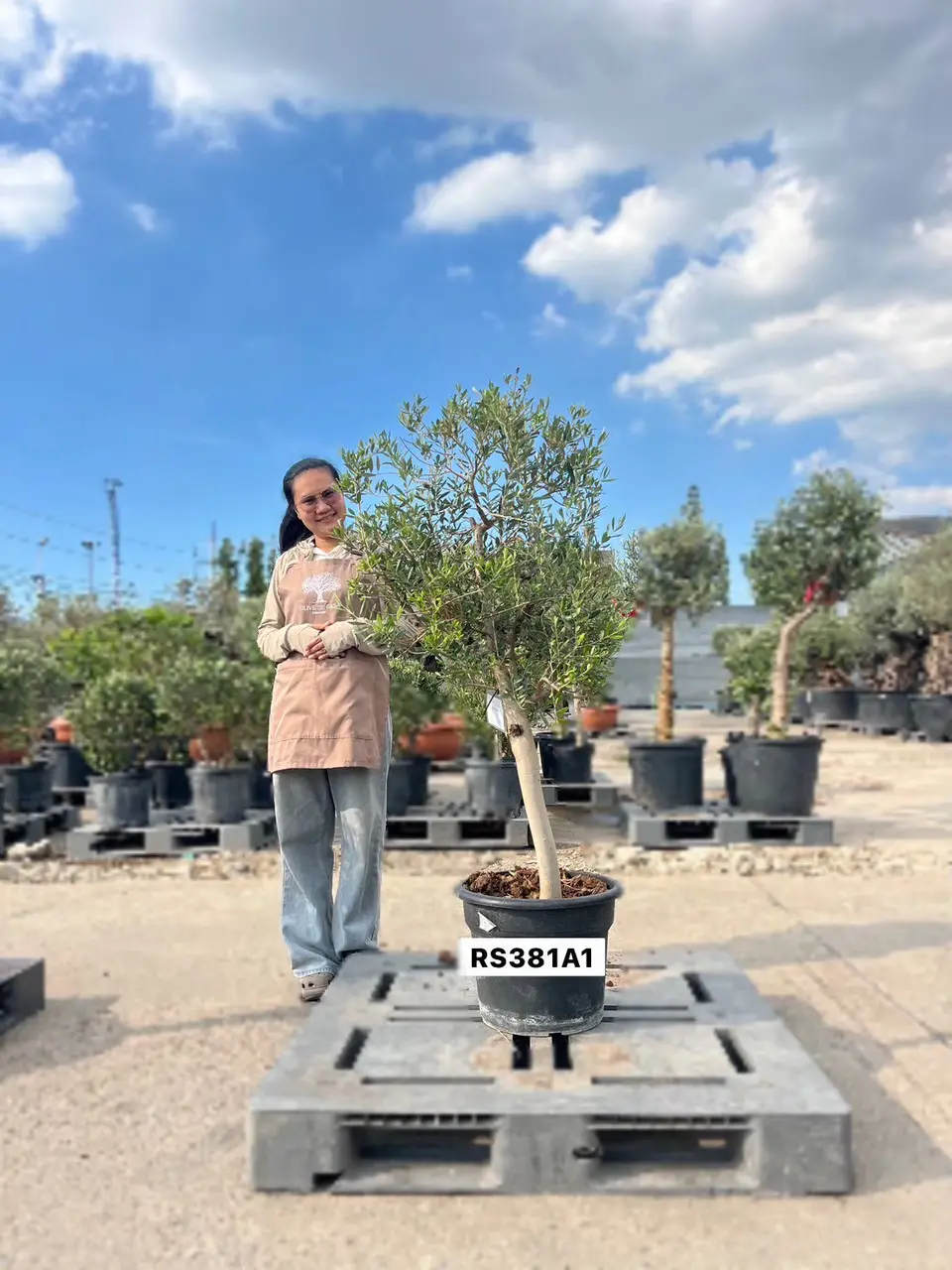 Olive Pot Size · SB