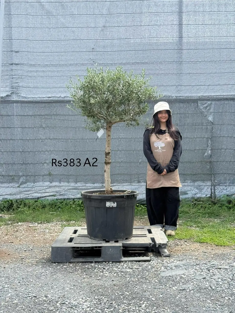 Olive Pot Size · SE