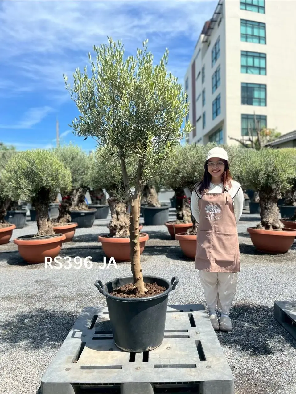 Olive Pot Size · SJA