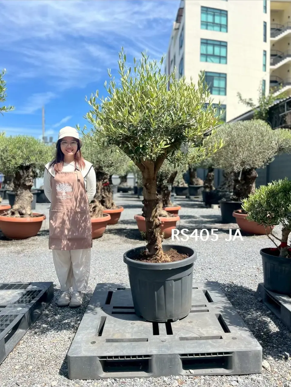 Olive Pot Size · SJA