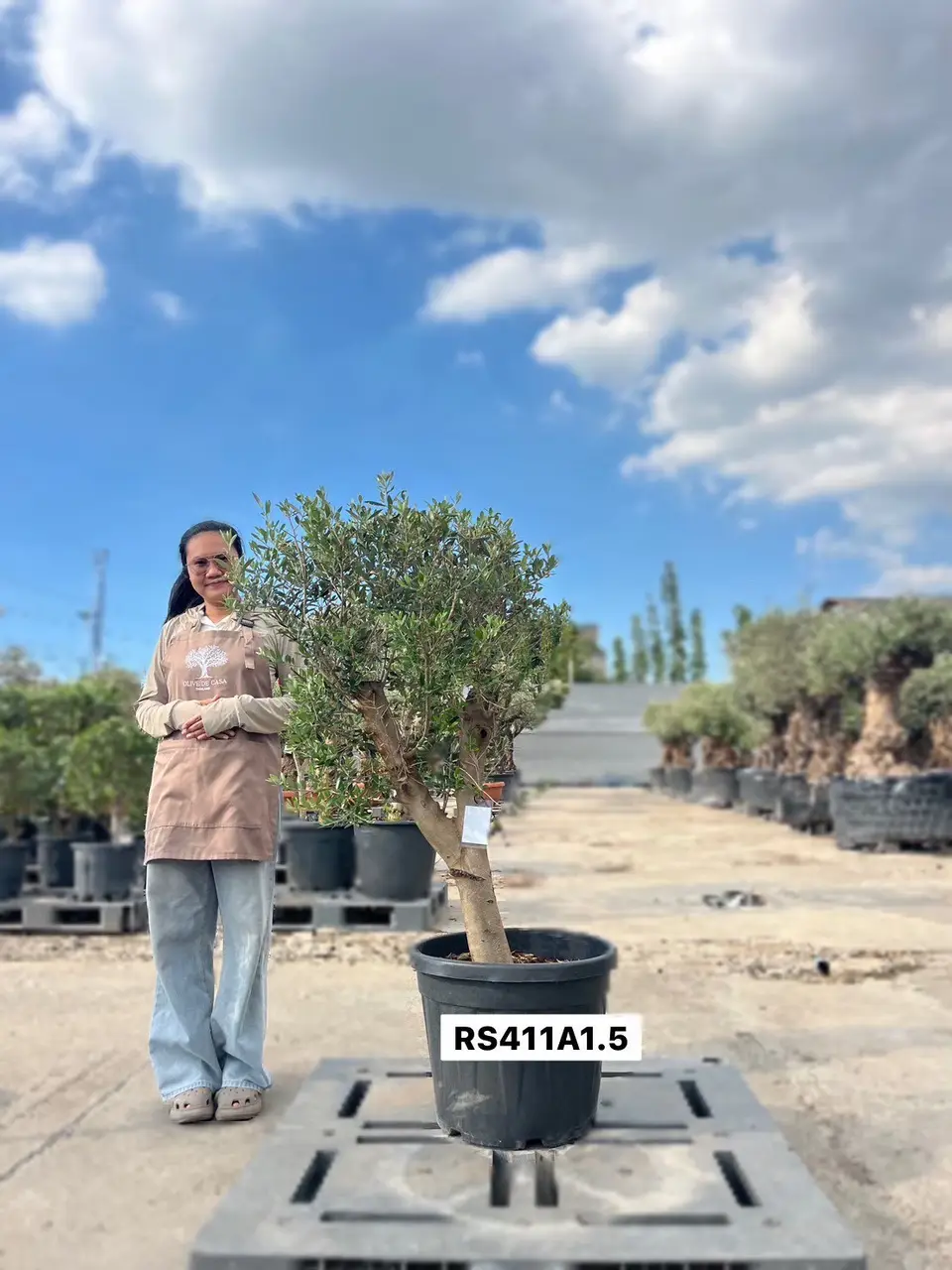 Olive Pot Size · SC