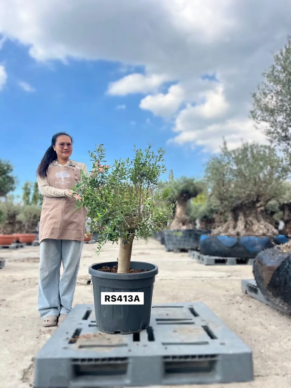 Olive Pot Size · SA