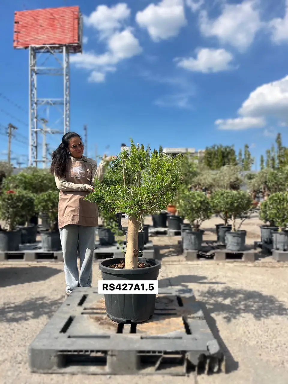Olive Pot Size · SC