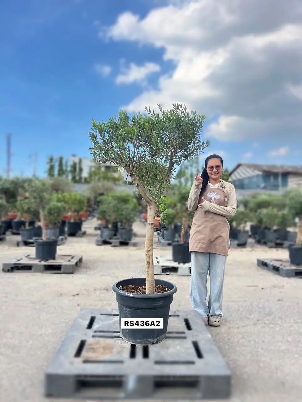Olive Pot Size · SD