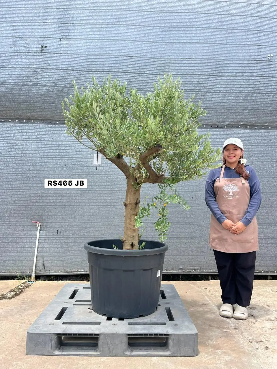 Olive Pot Size · SJB