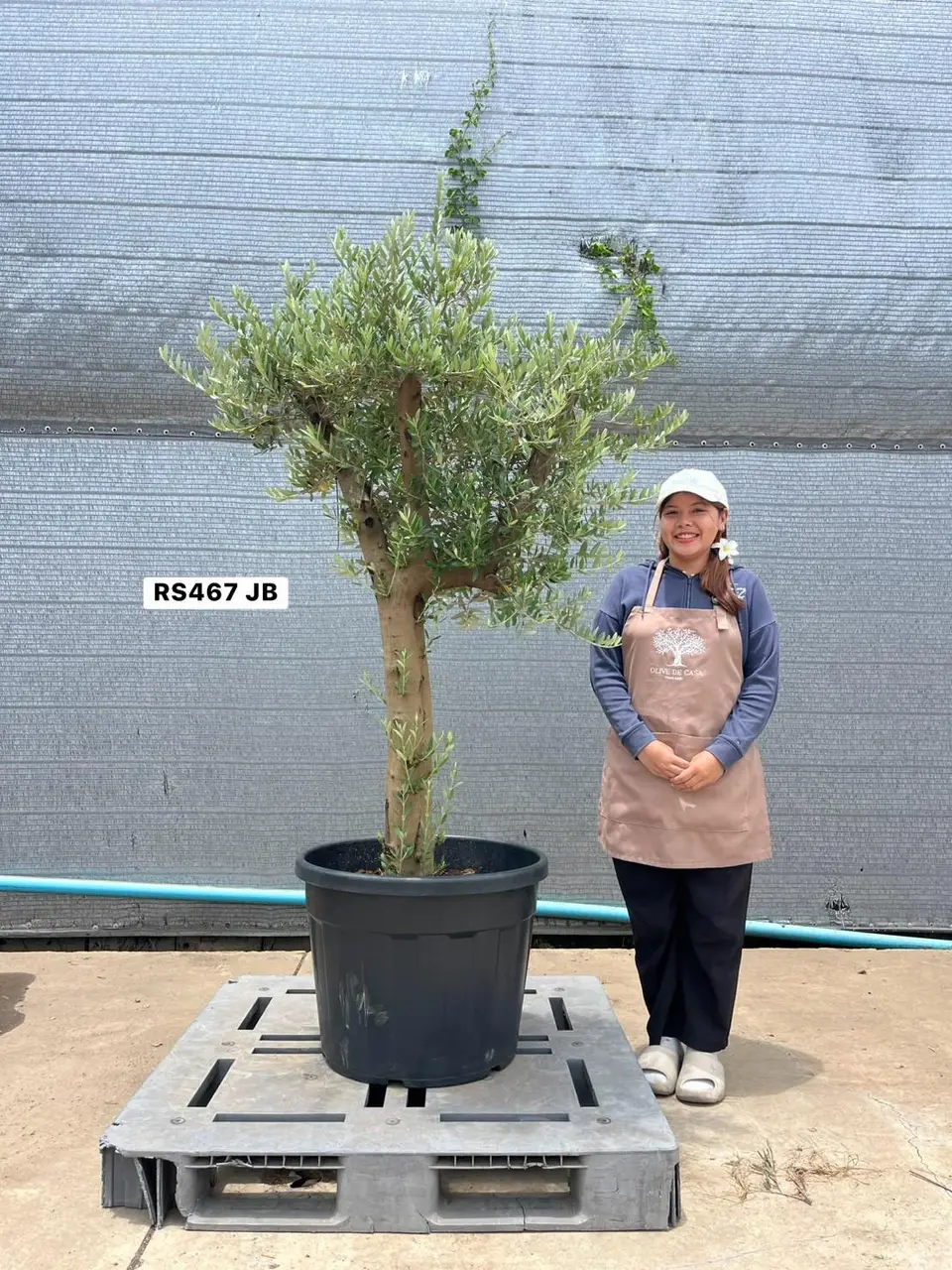 Olive Pot Size · SJB