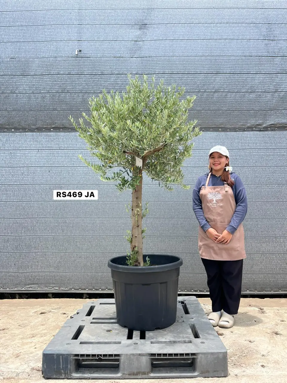 Olive Pot Size · SJA