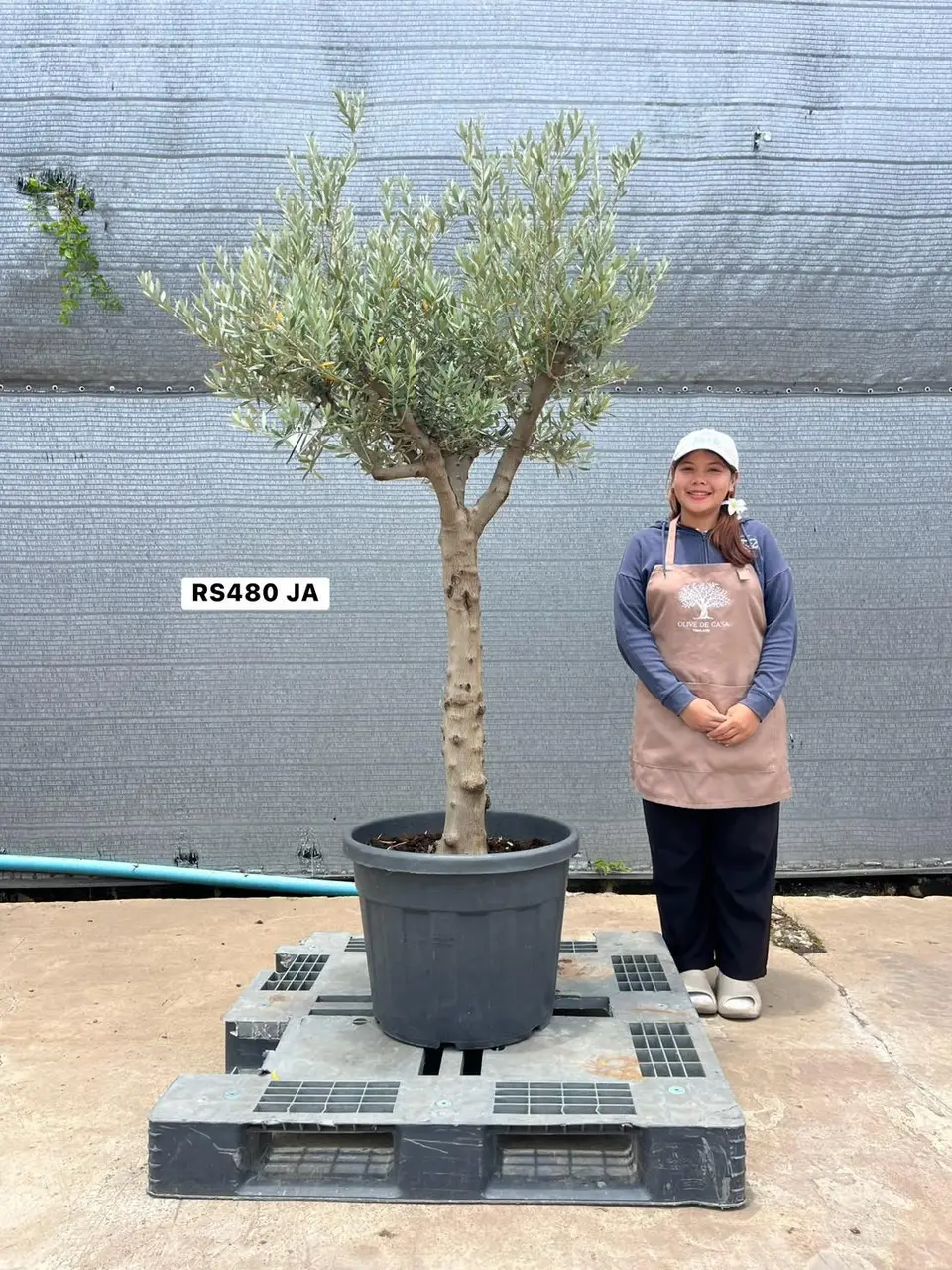 Olive Pot Size · SJA