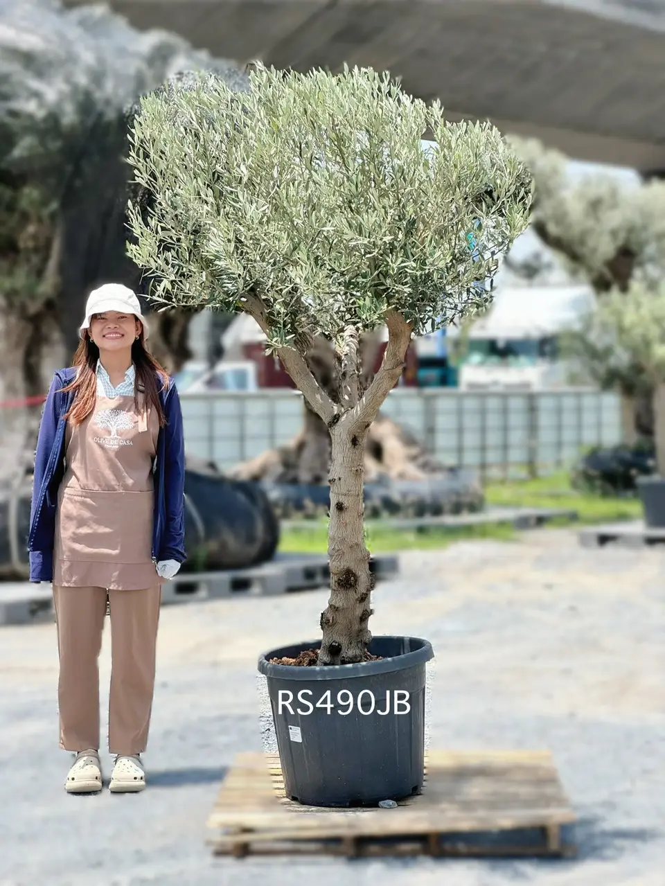 Olive Pot Size · SJB