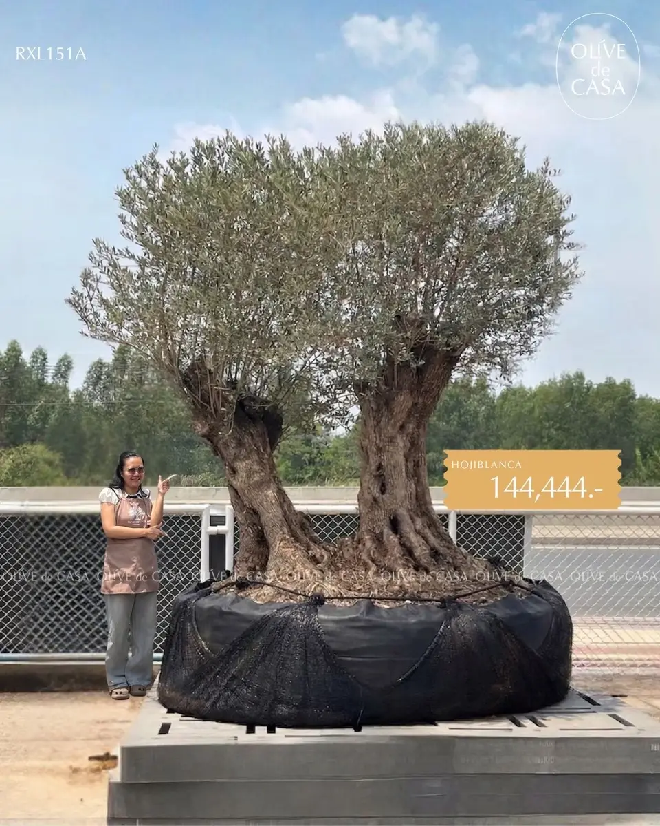 Hot Olive Tree · Promotion