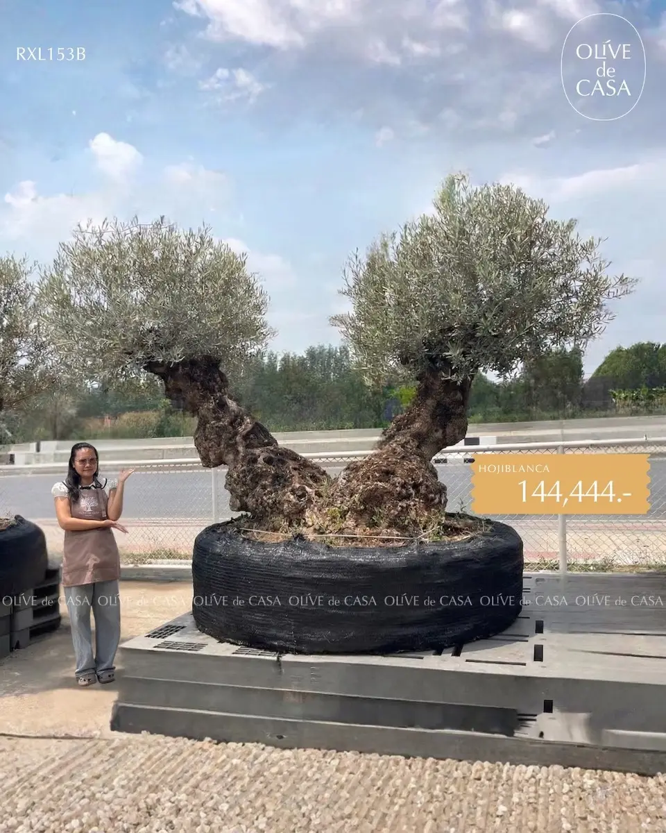 Hot Olive Tree · Promotion