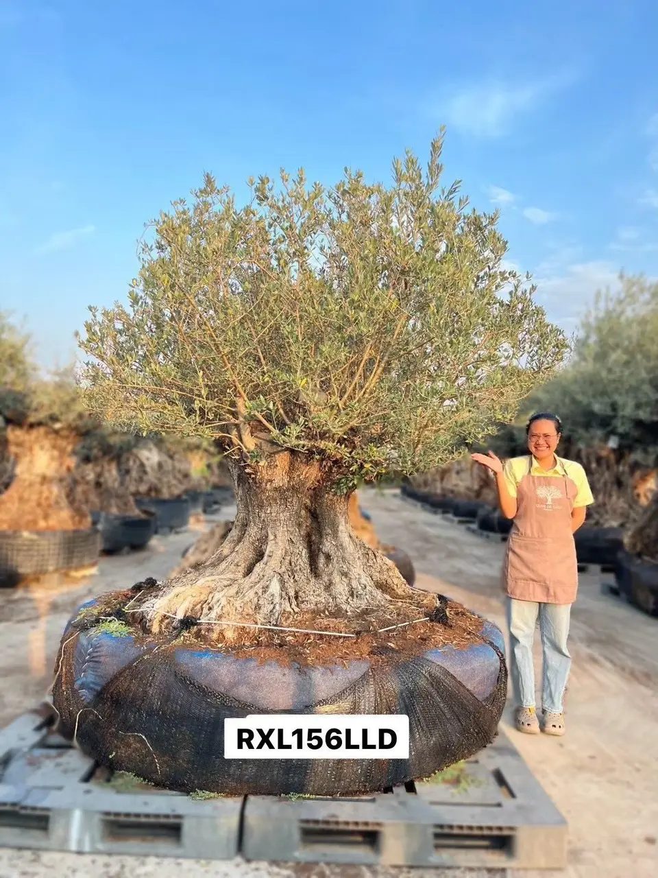 Ancient Olive · LLD