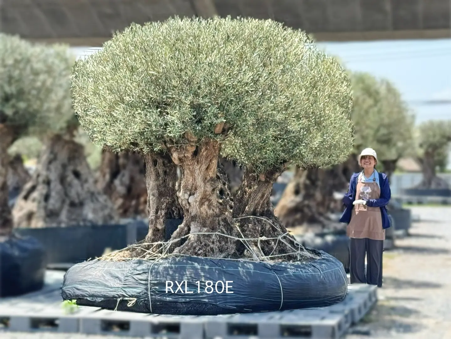 Ancient Olive · XLE