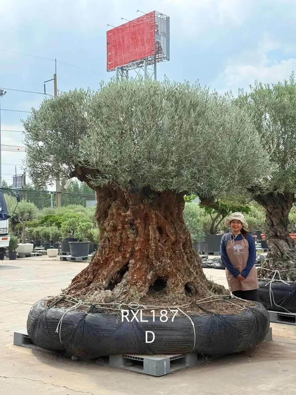 Ancient Olive · XLD