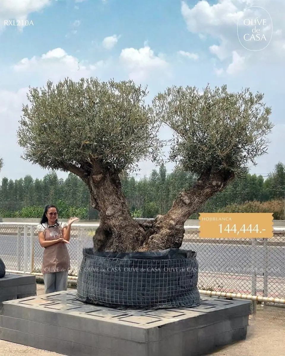 Hot Olive Tree · Promotion
