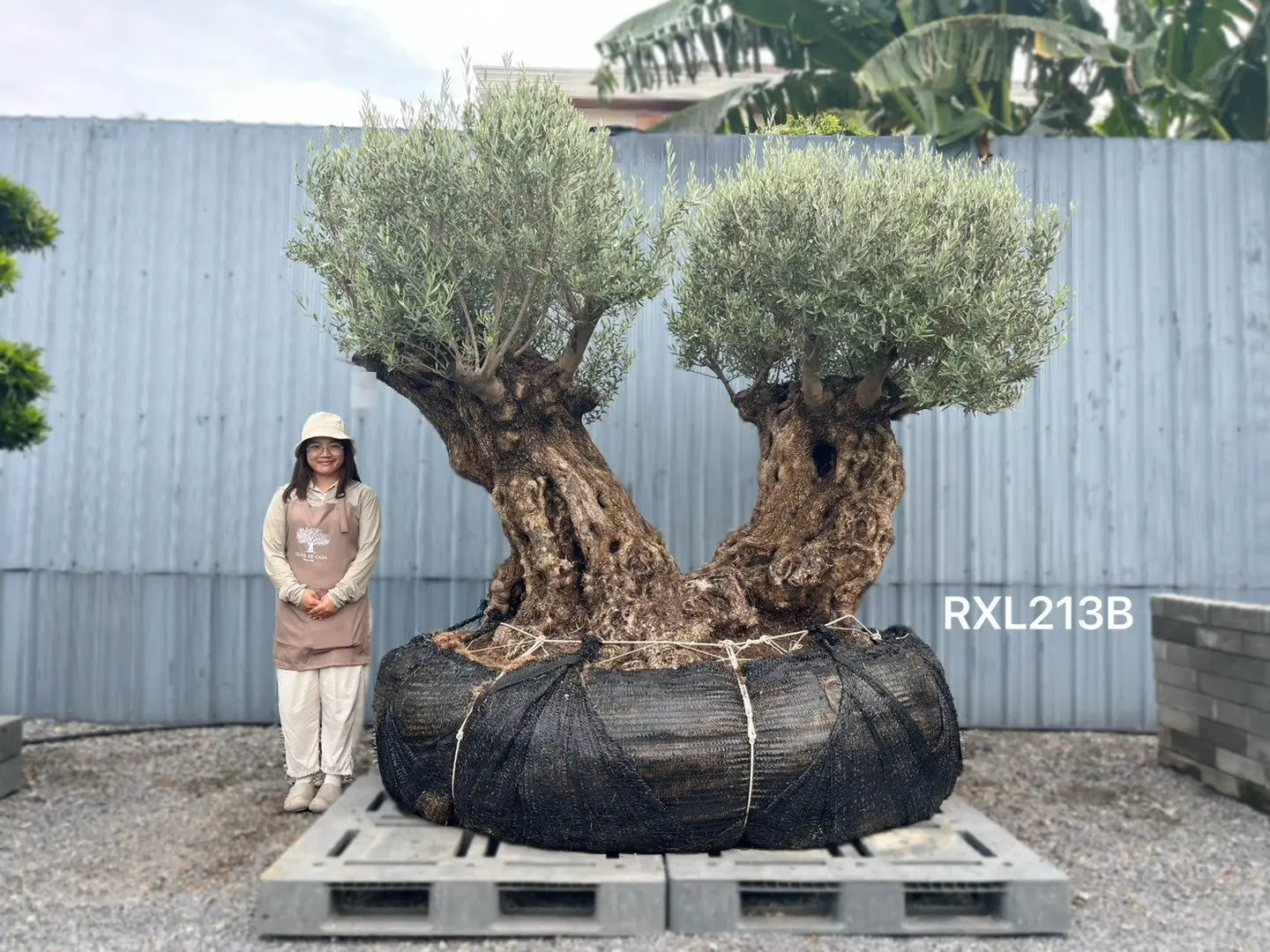 Ancient Olive · XLB