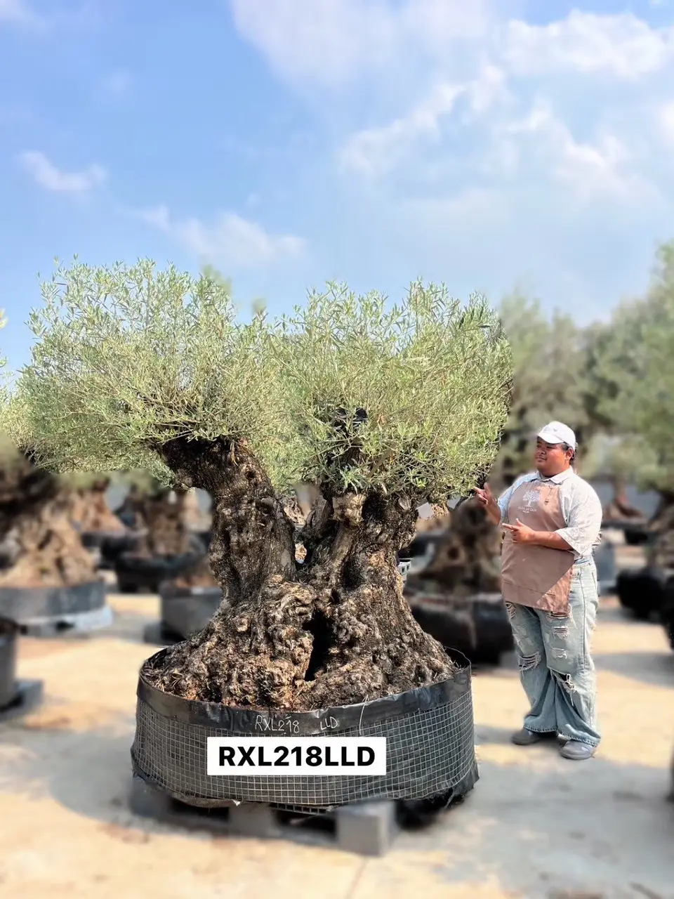 Ancient Olive · LLD