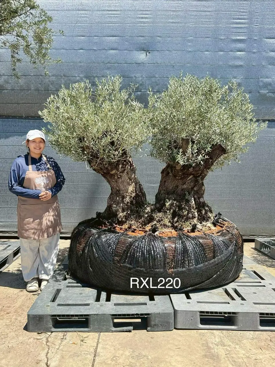 Ancient Olive · LLD