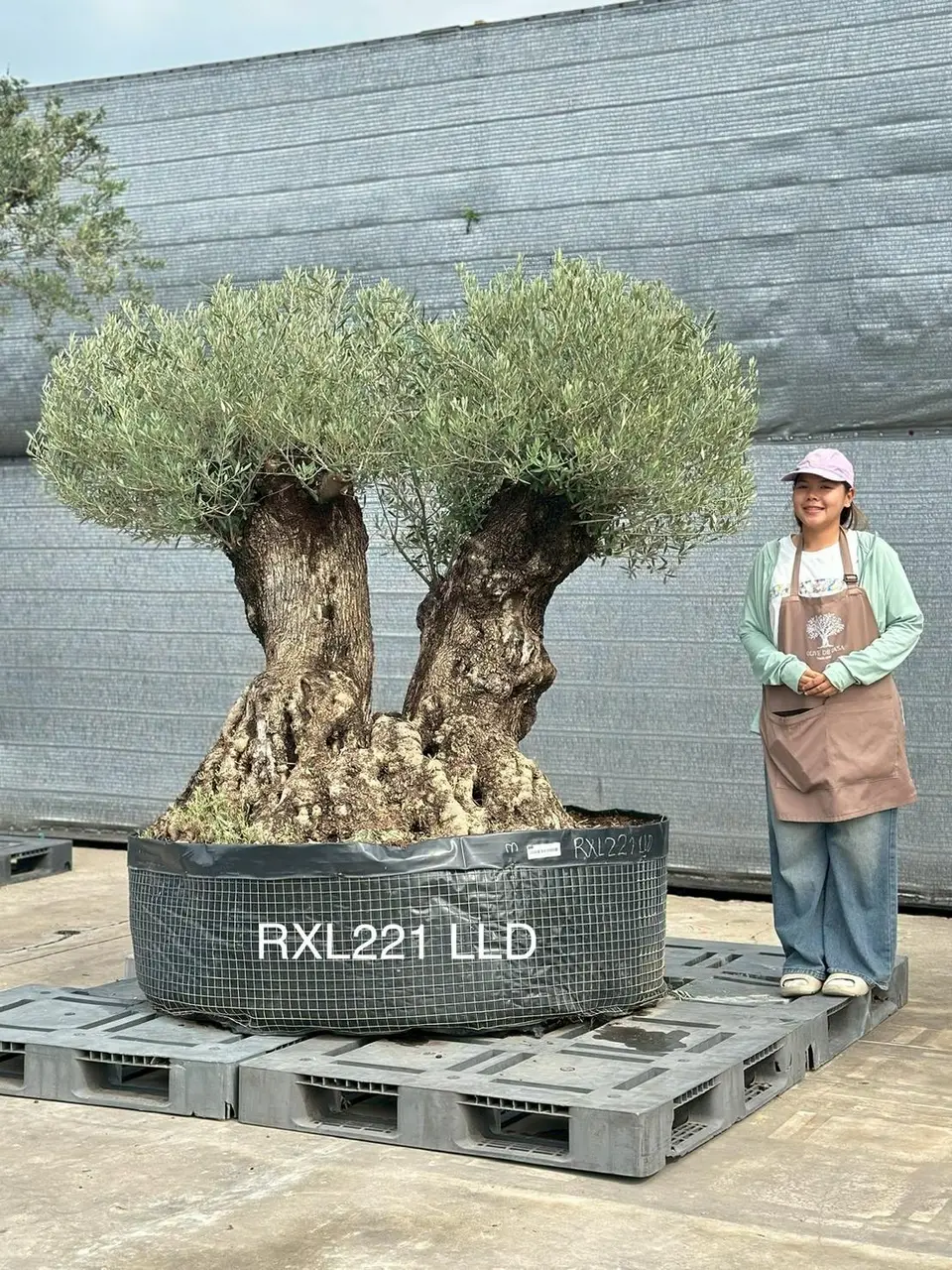 Ancient Olive · LLD