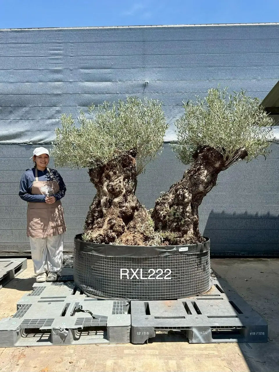 Ancient Olive · LLD