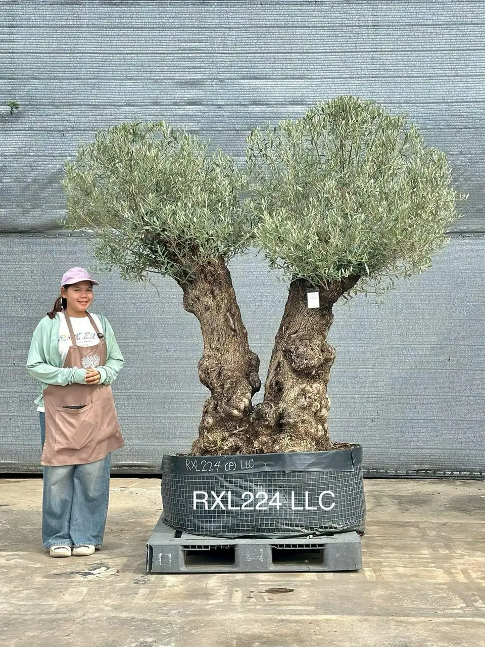 Ancient Olive · LLC
