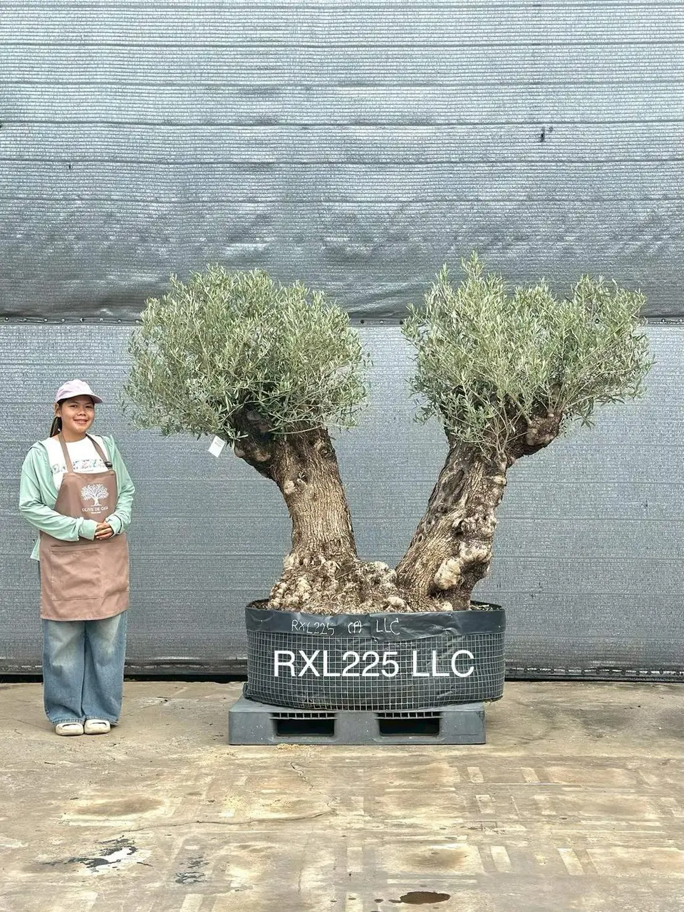 Ancient Olive · LLC