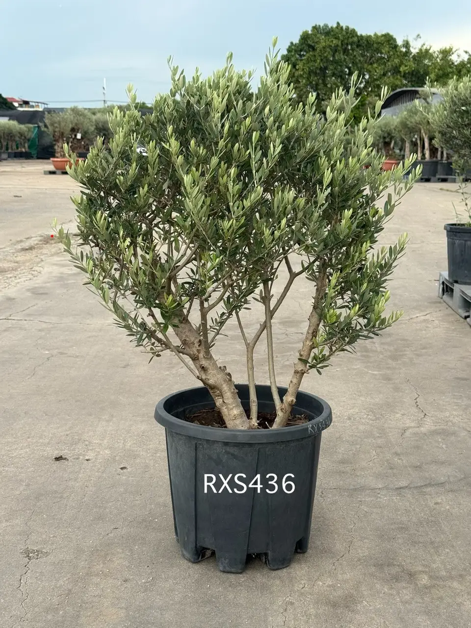 Starter Olive · XS