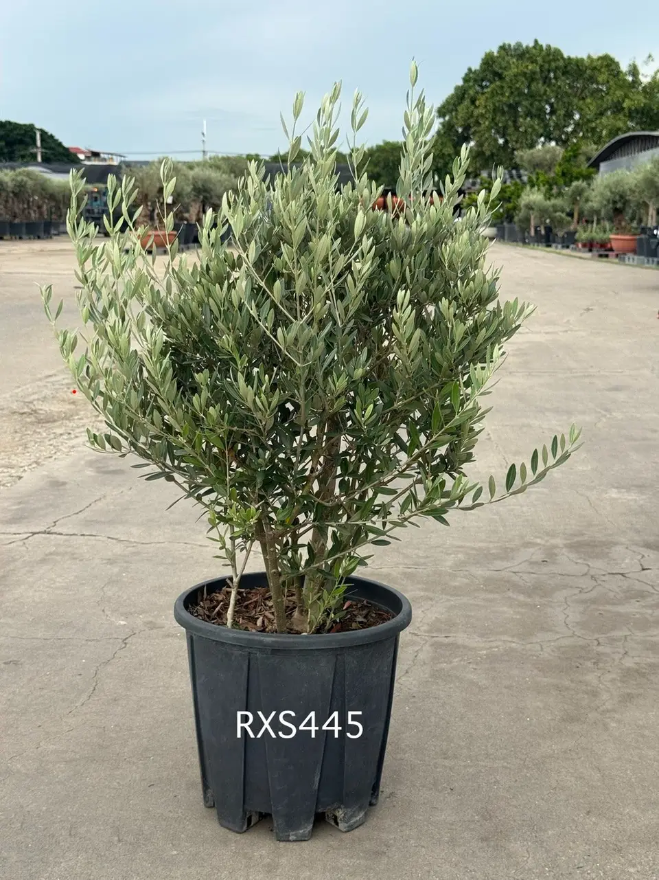 Starter Olive · XS