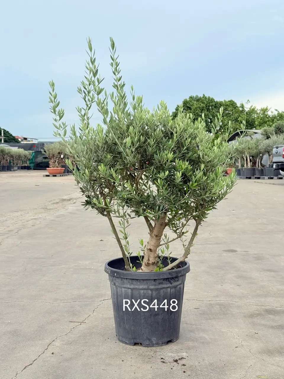 Starter Olive · XS