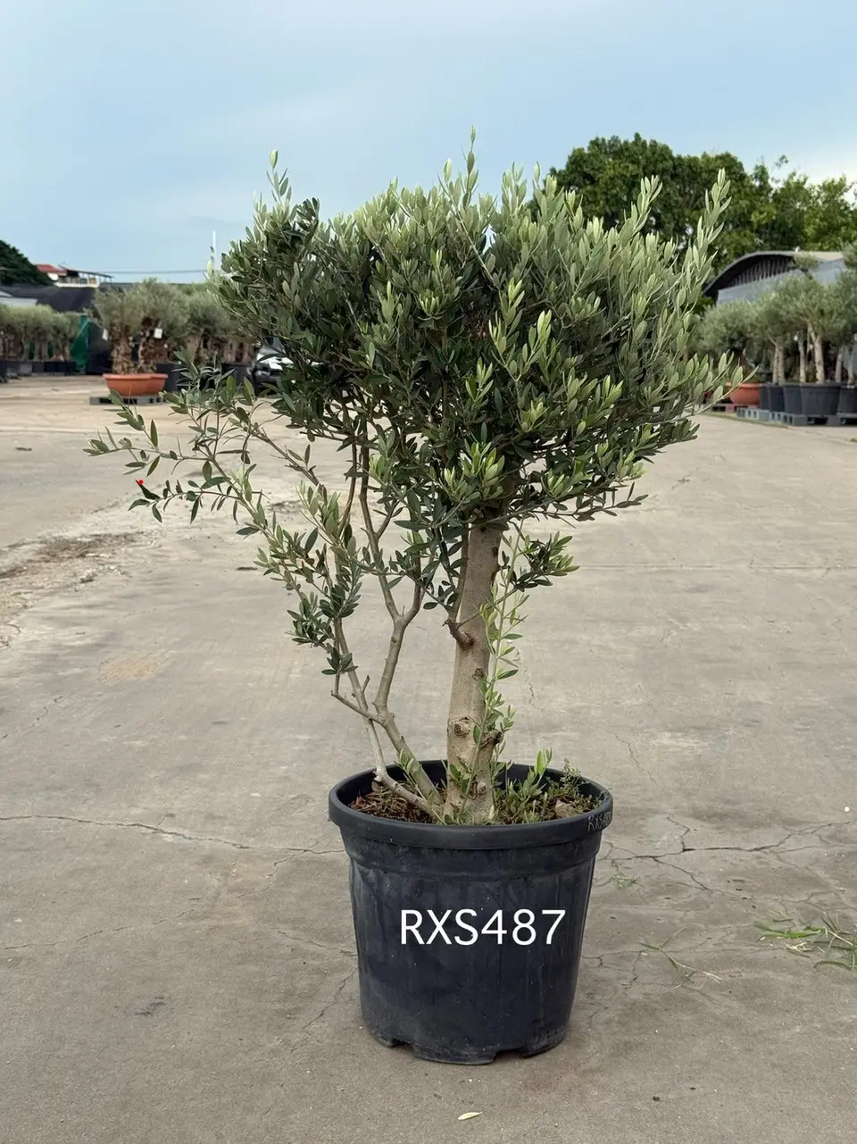 Starter Olive · XS