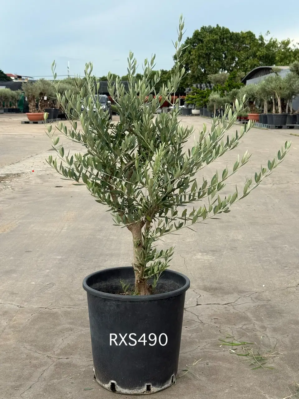 Starter Olive · XS