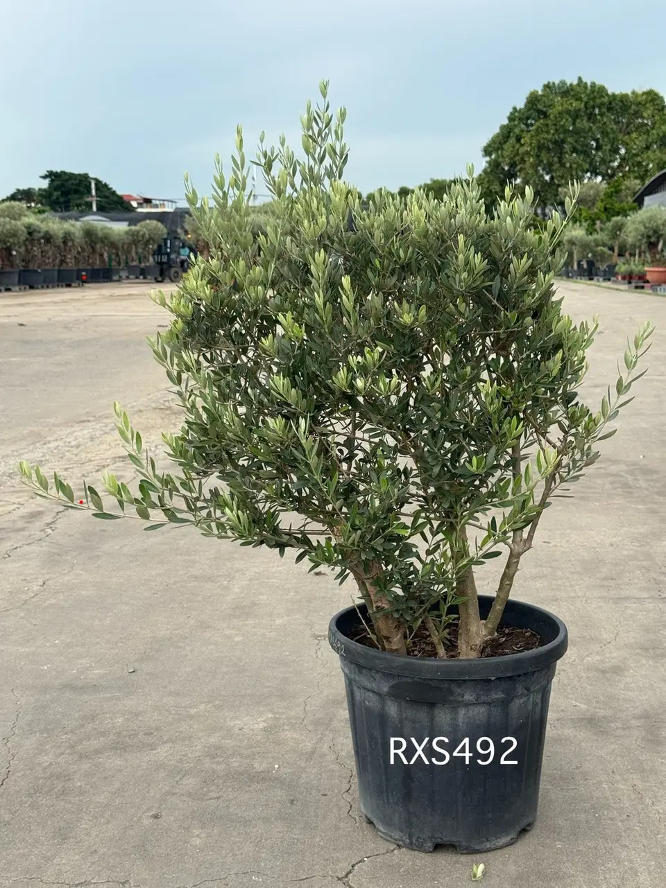 Starter Olive · XS