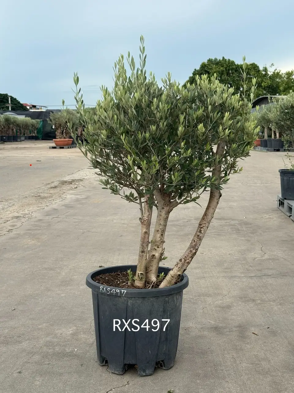 Starter Olive · XS