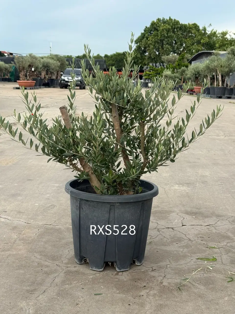 Starter Olive · XS